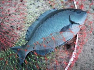 <strong>愛知の夜釣りポイントおすすめはここ！</strong>